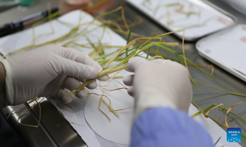 A researcher processes space scientific experimental samples at the Technology and Engineering Center for Space Utilization under the Chinese Academy of Sciences (CAS) in Beijing, capital of China, Dec. 5, 2022. Chinese scientists have completed the life-cycle growth experiments of rice and Arabidopsis in the Chinese space station and successfully obtained their seeds, said the CAS on Monday. (Photo: Xinhua)