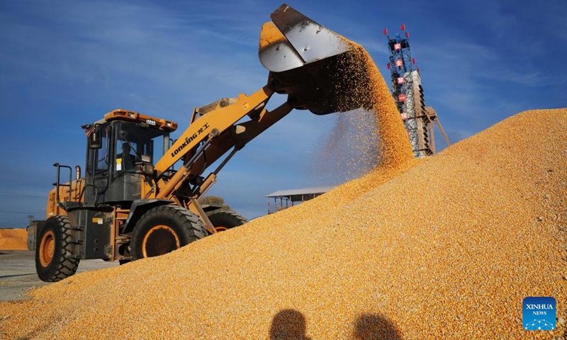 A staff member maneuvers corns with an engineering machine at the Zhaoguang Farm Co,. Ltd. under the Beidahuang Group Bei'an branch in northeast China's Heilongjiang Province, Oct. 20, 2022. Dec. 5 marks World Soil Day, a day designated by the UN to highlight the importance of healthy soils and to advocate sustainable management of soil resources.(Photo: Xinhua)