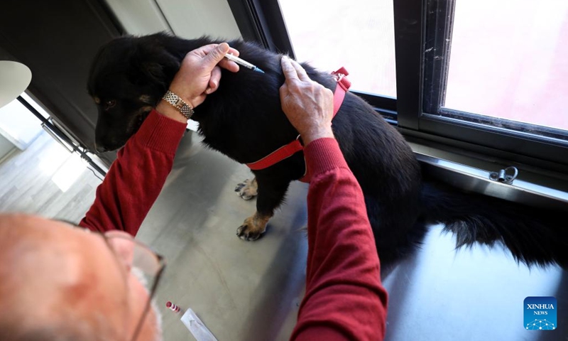 A veterinarian gives a vaccination to a dog at a public veterinary center in the West Bank city of Ramallah, on Nov. 19, 2022. To solve the long-standing problem of stray animals in the streets, the Palestinian city of Ramallah has established its first public veterinary center to treat these poor animals in the region.(Photo: Xinhua)