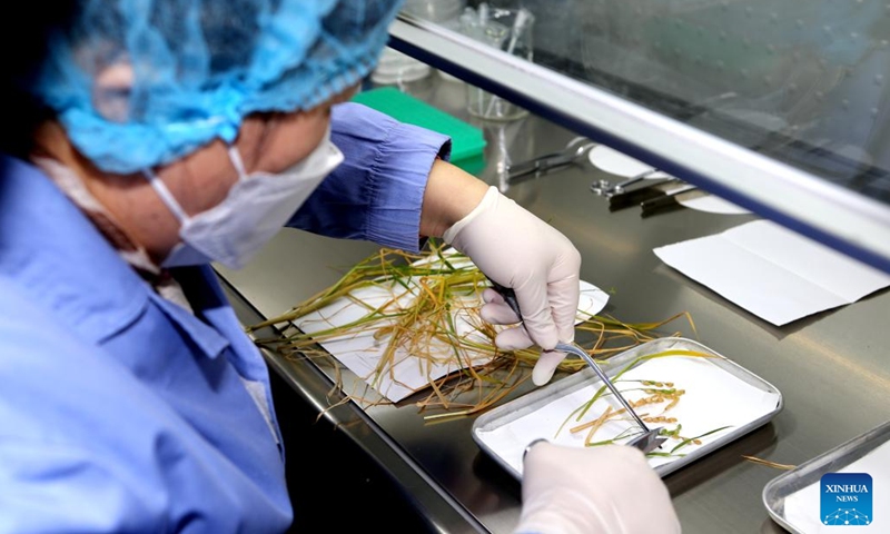 chinese-scientists-complete-rice-arabidopsis-life-cycle-experiments-in-space-global-times