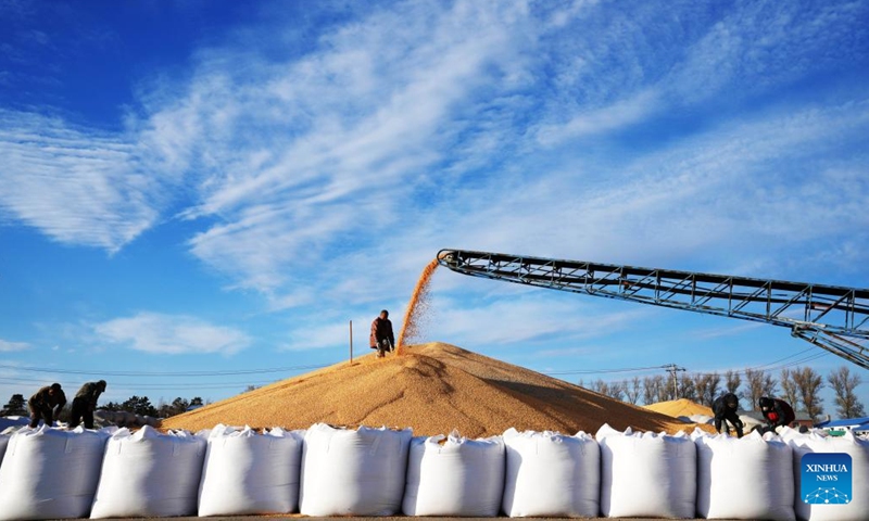 Staff member are busy on a pile of corns at the Zhaoguang Farm Co,. Ltd. under the Beidahuang Group Bei'an branch in northeast China's Heilongjiang Province, Oct. 19, 2022. Dec. 5 marks World Soil Day, a day designated by the UN to highlight the importance of healthy soils and to advocate sustainable management of soil resources.(Photo: Xinhua)