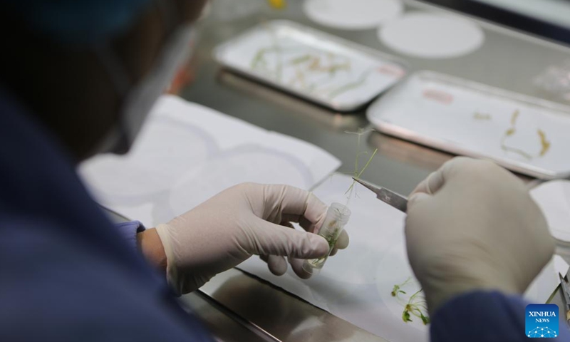 A researcher processes space scientific experimental samples at the Technology and Engineering Center for Space Utilization under the Chinese Academy of Sciences (CAS) in Beijing, capital of China, Dec. 5, 2022. Chinese scientists have completed the life-cycle growth experiments of rice and Arabidopsis in the Chinese space station and successfully obtained their seeds, said the CAS on Monday.(Photo: Xinhua)