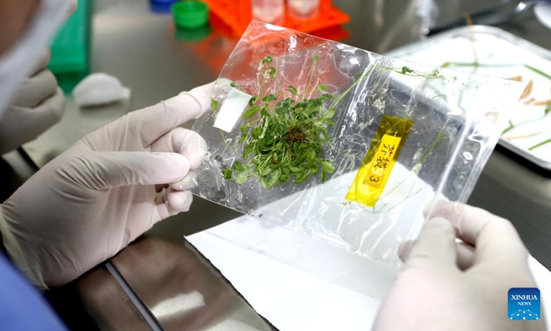 Zheng Huiqiong, a researcher at the Center for Excellence in Molecular Plant Sciences under the Chinese Academy of Sciences (CAS), processes Arabidopsis samples from China's Tiangong space station at a biology lab of the Technology and Engineering Center for Space Utilization under the CAS in Beijing, capital of China, Dec. 5, 2022. Chinese scientists have completed the life-cycle growth experiments of rice and Arabidopsis in the Chinese space station and successfully obtained their seeds, said the CAS on Monday.(Photo: Xinhua)