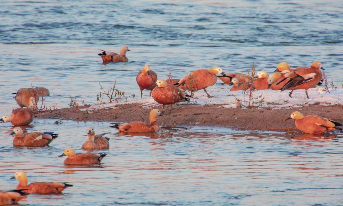 Wild ducks in Changbai Island, Northeast China's Jilin Province Photos: IC 