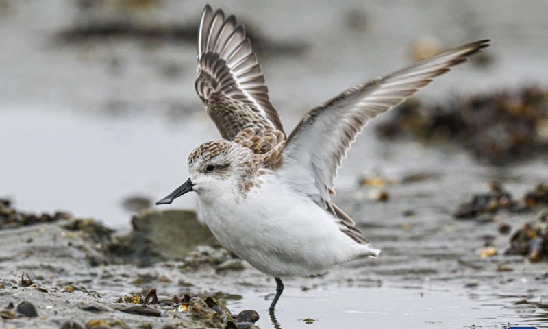 A spoon-billed sandpiper is seen in a wetland of Danzhou, south China's Hainan Province, Dec. 5, 2022. Spoon-billed sandpipers are under first-class national protection in China. Due to the strengthening protection of wetlands and birds in recent years, this year is the fourth consecutive year for Danzhou to welcome spoon-billed sandpipers in winter.(Photo: Xinhua)