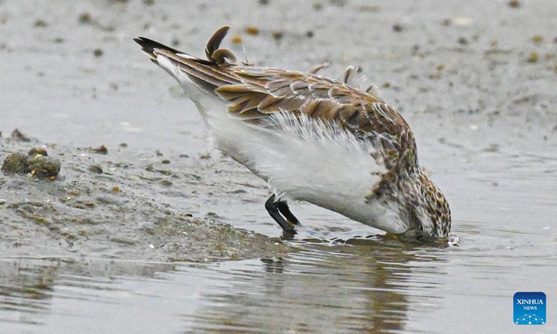 A spoon-billed sandpiper is seen in a wetland of Danzhou, south China's Hainan Province, Dec. 5, 2022. Spoon-billed sandpipers are under first-class national protection in China. Due to the strengthening protection of wetlands and birds in recent years, this year is the fourth consecutive year for Danzhou to welcome spoon-billed sandpipers in winter.(Photo: Xinhua)