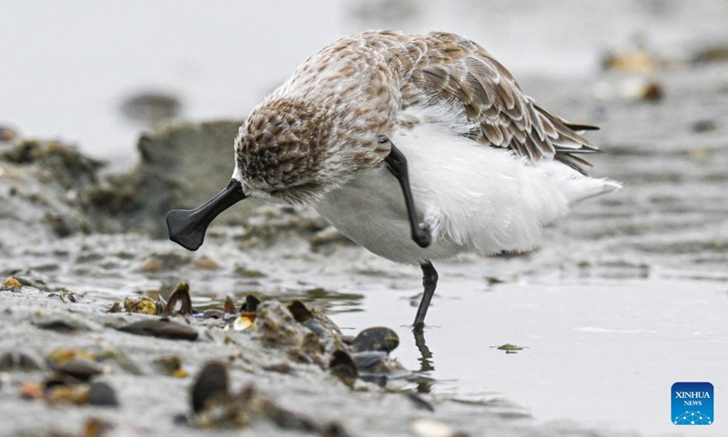 A spoon-billed sandpiper is seen in a wetland of Danzhou, south China's Hainan Province, Dec. 5, 2022. Spoon-billed sandpipers are under first-class national protection in China. Due to the strengthening protection of wetlands and birds in recent years, this year is the fourth consecutive year for Danzhou to welcome spoon-billed sandpipers in winter.(Photo: Xinhua)