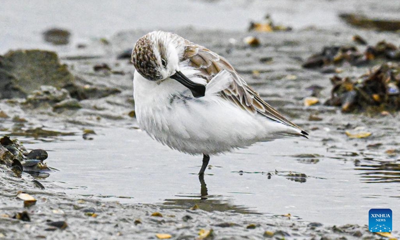 A spoon-billed sandpiper is seen in a wetland of Danzhou, south China's Hainan Province, Dec. 5, 2022. Spoon-billed sandpipers are under first-class national protection in China. Due to the strengthening protection of wetlands and birds in recent years, this year is the fourth consecutive year for Danzhou to welcome spoon-billed sandpipers in winter.(Photo: Xinhua)