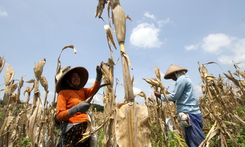 Farmers pick corns during harvest time at Jemusan village in Klaten, Central Java, Indonesia, Dec. 13, 2022.(Photo: Xinhua)