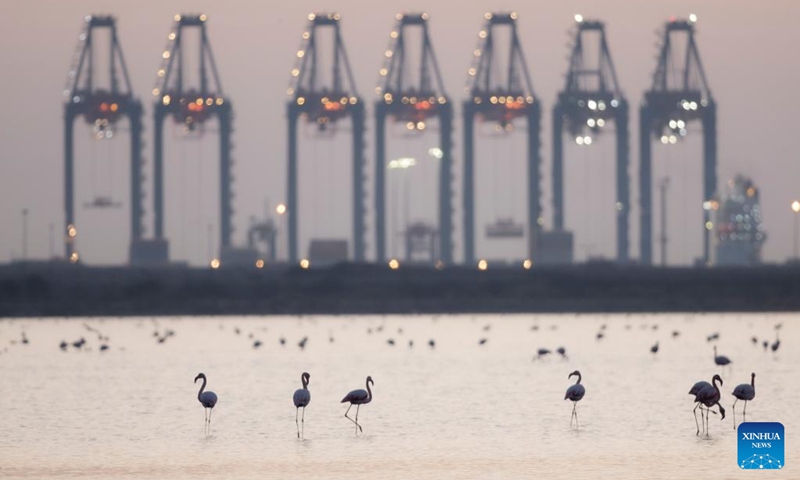 Flamingoes are pictured at a nature reserve in Port Fouad, Port Said Governorate, Egypt, Dec. 12, 2022. Every year, large numbers of flamingoes come here to spend the warm winter.(Photo: Xinhua)