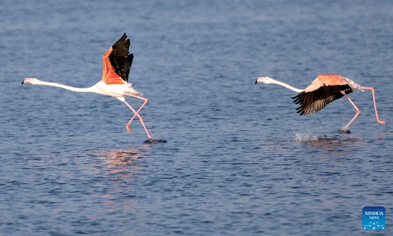 Flamingoes are pictured at a nature reserve in Port Fouad, Port Said Governorate, Egypt, Dec. 12, 2022. Every year, large numbers of flamingoes come here to spend the warm winter.(Photo: Xinhua)