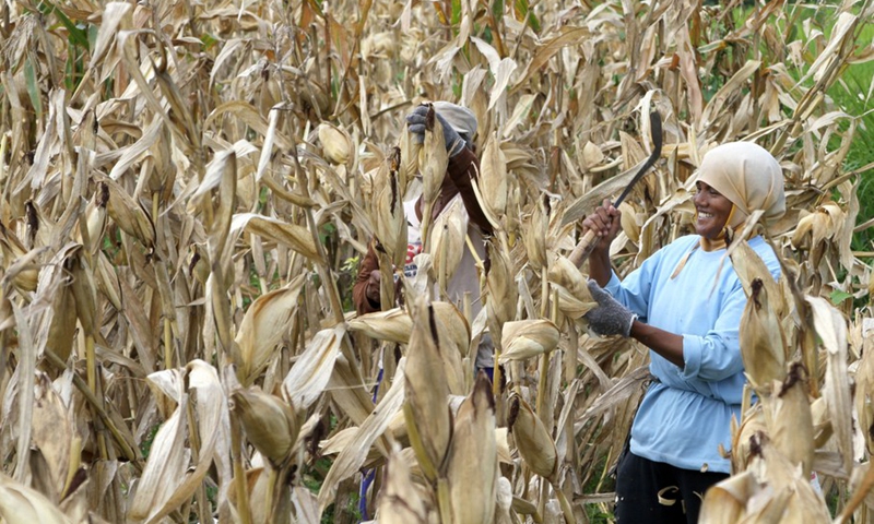 Farmers pick corns during harvest time at Jemusan village in Klaten, Central Java, Indonesia, Dec. 13, 2022.(Photo: Xinhua)