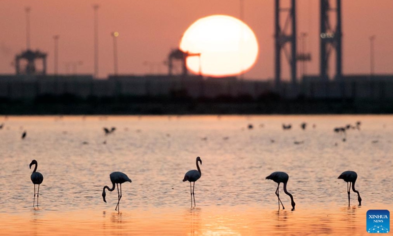 Flamingoes forage at a nature reserve in Port Fouad, Port Said Governorate, Egypt, Dec. 12, 2022. Every year, large numbers of flamingoes come here to spend the warm winter.(Photo: Xinhua)