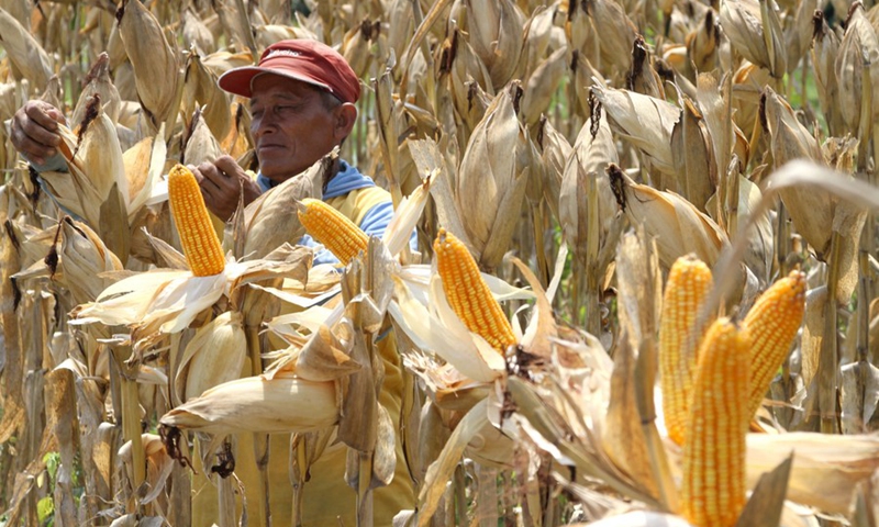 A farmer picks corns during harvest time at Jemusan village in Klaten, Central Java, Indonesia, Dec. 13, 2022.(Photo: Xinhua)