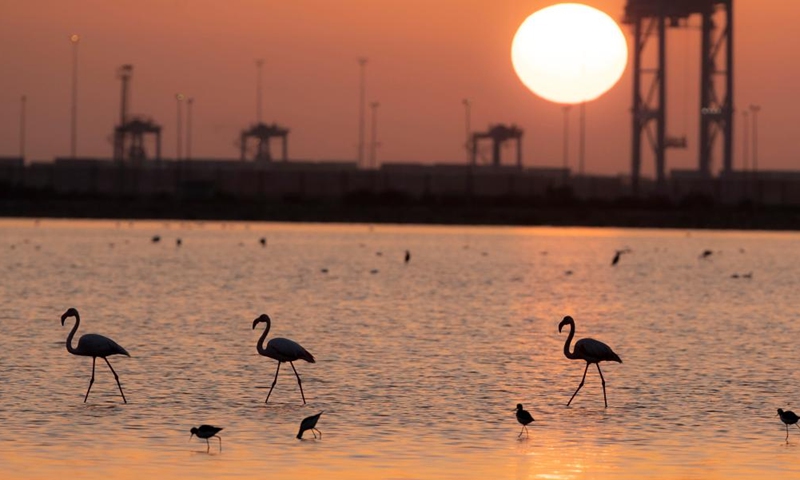 Flamingoes are pictured at a nature reserve in Port Fouad, Port Said Governorate, Egypt, Dec. 12, 2022. Every year, large numbers of flamingoes come here to spend the warm winter.(Photo: Xinhua)