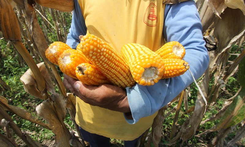 Corns collected during harvest time at Jemusan village in Klaten, Central Java, Indonesia, Dec. 13, 2022.(Photo: Xinhua)