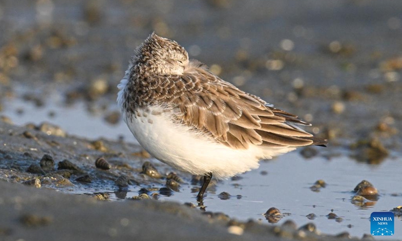 A spoon-billed sandpiper takes a nap at Danzhou Bay Wetland in Danzhou, south China's Hainan Province, Dec. 12, 2022. Danzhou Bay Wetland has been a winter habitat for migrant birds including spoon-billed sandpipers and black-faced spoonbills, both of which are under first-class national protection in China. Local authorities also pinned great importance to their protection, which has ushered in increasing diversity in the wetland ecological system there.(Photo: Xinhua)