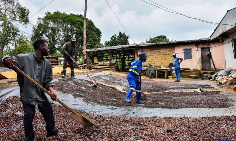 Farmers dry cocoa beans in a courtyard in Mengong subdivision, Cameroon, on Nov. 15, 2022. (Photo by Kepseu/Xinhua)