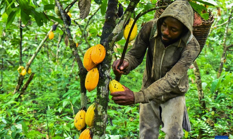 A worker picks cocoa pods at a field in Essessana, a village in Mengong subdivision of Cameroon's southern region, on Nov. 15, 2022. (Photo by Kepseu/Xinhua)