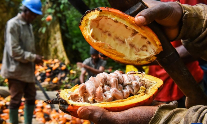 A planter presents cocoa beans inside a cocoa pod at a field in Essessana, a village in Mengong subdivision of Cameroon's southern region, on Nov. 15, 2022. (Photo by Kepseu/Xinhua)