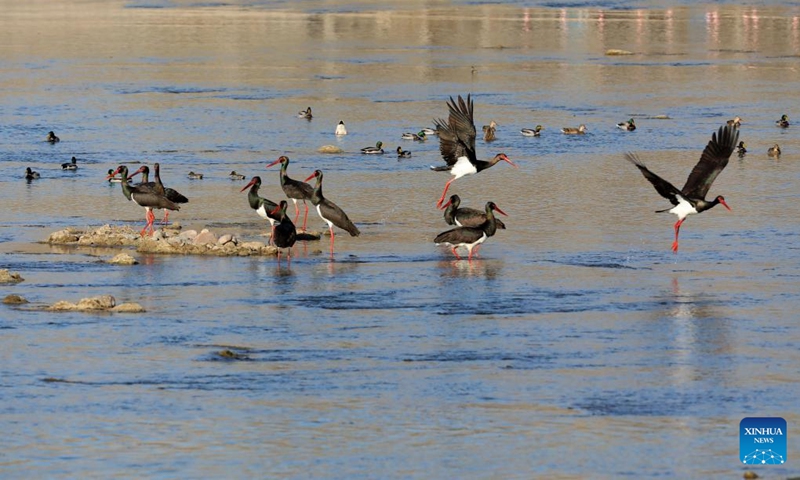 Black storks forage at Mianman River in Jingxing County, north China's Hebei Province, Dec. 22, 2022. Black stork is a migratory bird species under first-class national protection in China. There are fewer than 1,000 remaining in East Asia.(Photo: Xinhua)