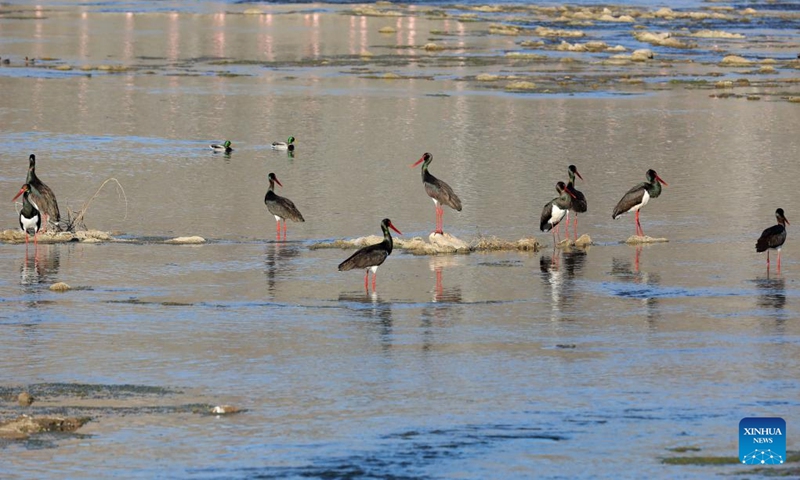 Black storks forage at Mianman River in Jingxing County, north China's Hebei Province, Dec. 22, 2022. Black stork is a migratory bird species under first-class national protection in China. There are fewer than 1,000 remaining in East Asia.(Photo: Xinhua)