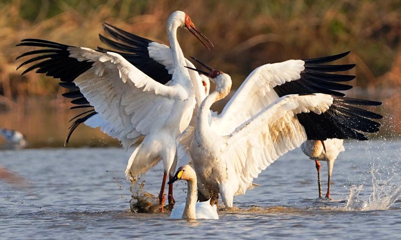 White cranes frolic at Nanchang Five Stars Siberian Cranes Sanctuary by the Poyang Lake in Nanchang, east China's Jiangxi Province, Dec. 21, 2022. Poyang Lake, the country's largest freshwater lake, is an important wintering spot for migratory birds.(Photo: Xinhua)