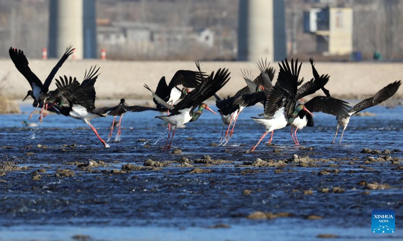 Black storks frolic at Mianman River in Jingxing County, north China's Hebei Province, Dec. 22, 2022. Black stork is a migratory bird species under first-class national protection in China. There are fewer than 1,000 remaining in East Asia.(Photo: Xinhua)