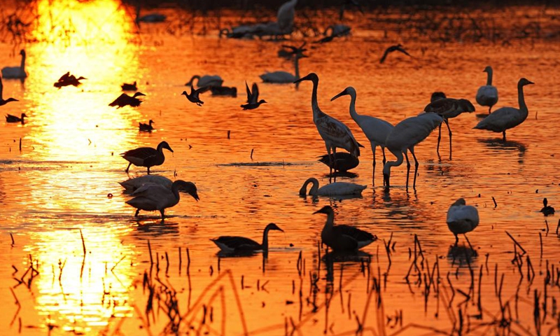Migratory birds rest at Nanchang Five Stars Siberian Cranes Sanctuary by the Poyang Lake in Nanchang, east China's Jiangxi Province, Dec. 21, 2022. Poyang Lake, the country's largest freshwater lake, is an important wintering spot for migratory birds.(Photo: Xinhua)