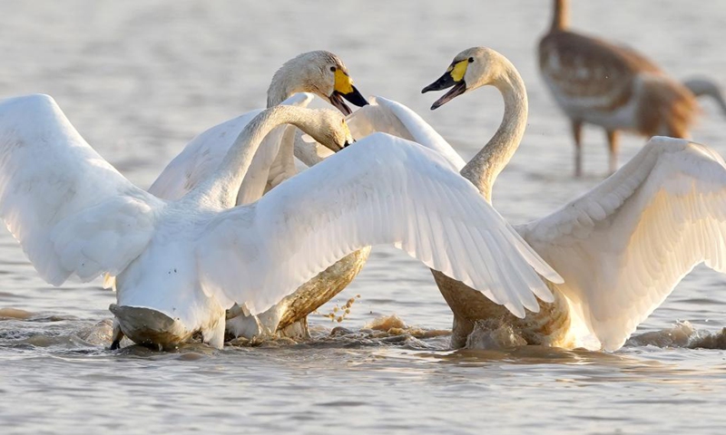 Swans frolic at Nanchang Five Stars Siberian Cranes Sanctuary by the Poyang Lake in Nanchang, east China's Jiangxi Province, Dec. 21, 2022. Poyang Lake, the country's largest freshwater lake, is an important wintering spot for migratory birds.(Photo: Xinhua)