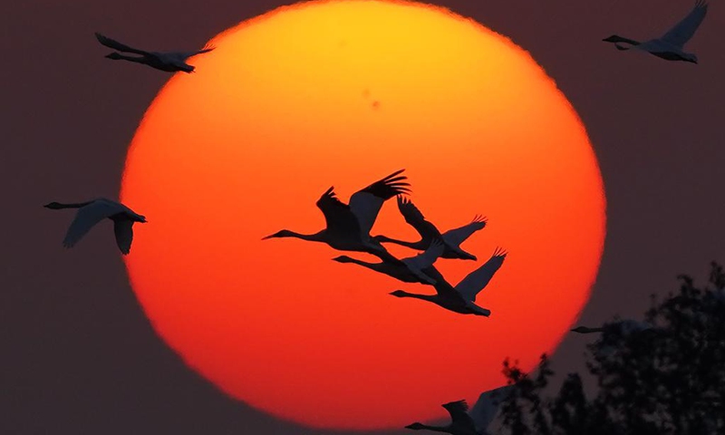 Migratory birds fly over Nanchang Five Stars Siberian Cranes Sanctuary by the Poyang Lake in Nanchang, east China's Jiangxi Province, Dec. 21, 2022. Poyang Lake, the country's largest freshwater lake, is an important wintering spot for migratory birds.(Photo: Xinhua)