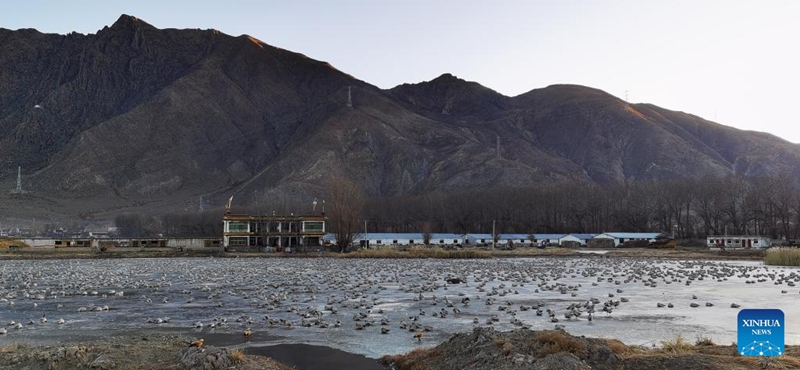 This photo taken by mobile phone on Dec. 24, 2022 shows migratory birds in Lhunzhub County of Lhasa, capital of southwest China's Tibet Autonomous Region. Tibet has built 47 nature reserves covering a total area of about 412,200 square km. (Xinhua/Shen Hongbing)