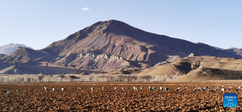 This photo taken by mobile phone on Dec. 24, 2022 shows a flock of black-necked cranes in Lhunzhub County of Lhasa, capital of southwest China's Tibet Autonomous Region. Tibet has built 47 nature reserves covering a total area of about 412,200 square km. (Xinhua/Shen Hongbing)