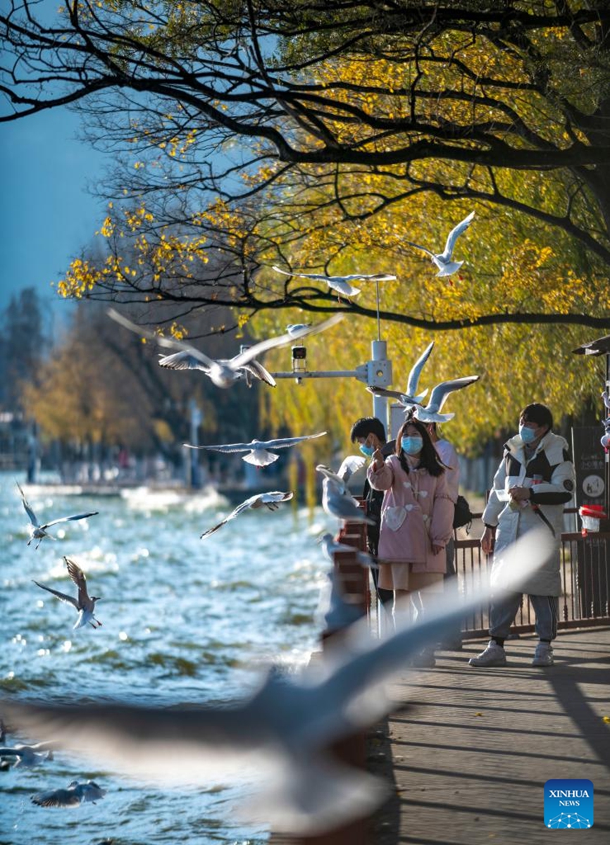 Visitors feed black-headed gulls at the Haigeng Park in Kunming, southwest China's Yunnan Province, Dec. 23, 2022. (Xinhua/Chen Xinbo)