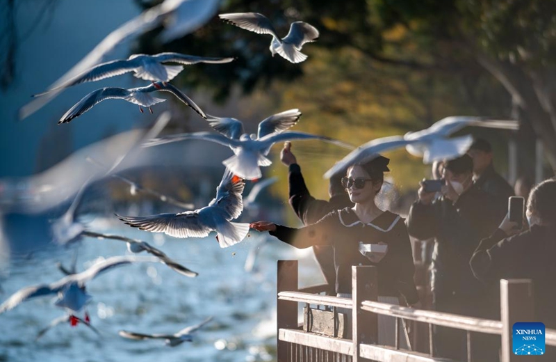 Visitors feed black-headed gulls at the Haigeng Park in Kunming, southwest China's Yunnan Province, Dec. 23, 2022. (Xinhua/Chen Xinbo)