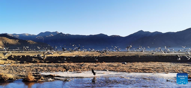 This photo taken by mobile phone on Dec. 24, 2022 shows migratory birds in Lhunzhub County of Lhasa, capital of southwest China's Tibet Autonomous Region. Tibet has built 47 nature reserves covering a total area of about 412,200 square km. (Xinhua/Shen Hongbing)