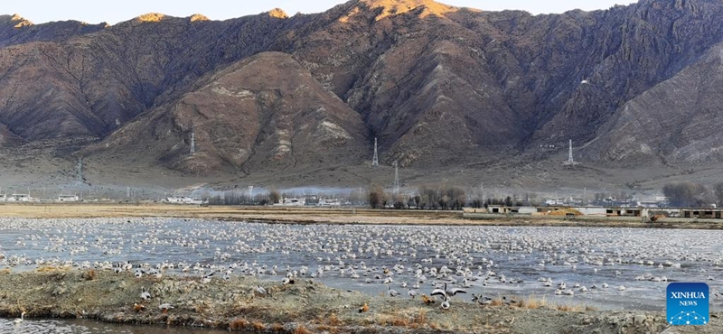 This photo taken by mobile phone on Dec. 24, 2022 shows migratory birds in Lhunzhub County of Lhasa, capital of southwest China's Tibet Autonomous Region. Tibet has built 47 nature reserves covering a total area of about 412,200 square km. (Xinhua/Shen Hongbing)