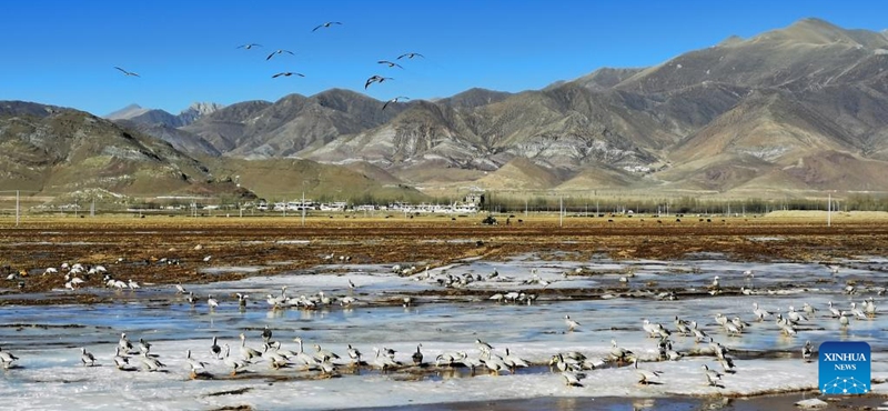 This photo taken by mobile phone on Dec. 24, 2022 shows migratory birds in Lhunzhub County of Lhasa, capital of southwest China's Tibet Autonomous Region. Tibet has built 47 nature reserves covering a total area of about 412,200 square km. (Xinhua/Shen Hongbing)