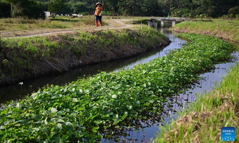 This photo taken on Dec. 25, 2022 shows artificial floating islands installed on a tributary of the Wenjiao River in Wenchang, south China's Hainan Province. Since this autumn, Wenchang has installed more than 2,700 artificial floating islands with aquatic plants atop on the tributaries of local rivers to help purify the water. (Xinhua/Pu Xiaoxu)