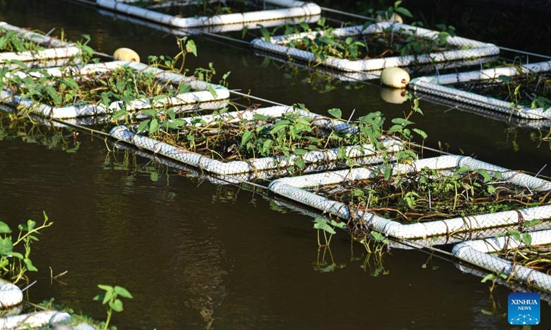 This photo taken on Dec. 24, 2022 shows artificial floating islands installed on a tributary of the Baoling River in Wenchang, south China's Hainan Province. Since this autumn, Wenchang has installed more than 2,700 artificial floating islands with aquatic plants atop on the tributaries of local rivers to help purify the water. (Xinhua/Pu Xiaoxu)