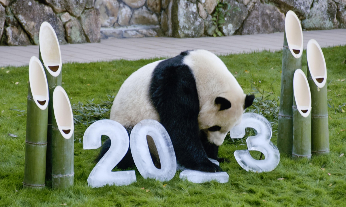 Four-year-old giant panda Saihin plays with ice blocks carved into the numbers 