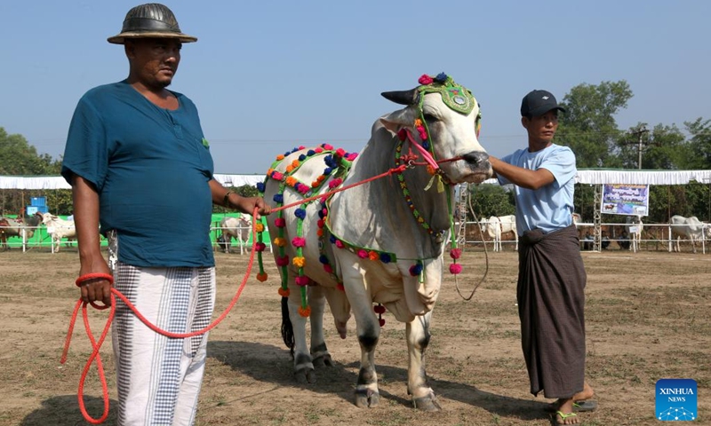 Exhibitors hold a cow at a cattle exhibition in Yangon, Myanmar, Dec. 31, 2022. Myanmar's Yangon Region government organized a cattle exhibition and competition here on Saturday to boost its livestock production. (Photo by Myo Kyaw Soe/Xinhua)