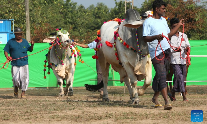 Cattle are seen at a cattle exhibition in Yangon, Myanmar, Dec. 31, 2022. Myanmar's Yangon Region government organized a cattle exhibition and competition here on Saturday to boost its livestock production. (Photo by Myo Kyaw Soe/Xinhua)