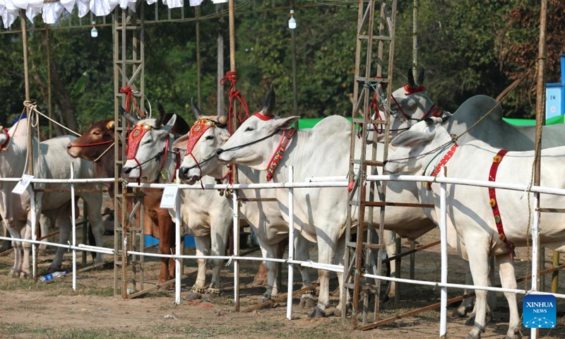 Cattle are seen at a cattle exhibition in Yangon, Myanmar, Dec. 31, 2022. Myanmar's Yangon Region government organized a cattle exhibition and competition here on Saturday to boost its livestock production. (Photo by Myo Kyaw Soe/Xinhua)