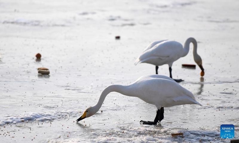 Wintering swans are seen at a wetland in Dachuan Town of Lanzhou, northwest China's Gansu Province, Jan. 2, 2023. Lanzhou has created more improved habitats for migratory birds in recent years thanks to continuous ecological efforts along the Yellow River. (Xinhua/Chen Bin)