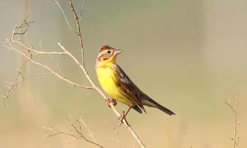 A yellow-breasted bunting is pictured in Dongzhaigang National Nature Reserve, south China's Hainan Province, Dec. 16, 2022. The yellow-breasted buntings, listed as a bird species under national first-class protection, were spotted in the nature reserve during a recent bird monitoring survey. It was the largest population of yellow-breasted bunting ever recorded in Haikou City. (Photo by Wang Jian/Xinhua)