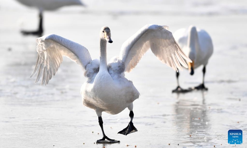 Wintering swans are seen at a wetland in Dachuan Town of Lanzhou, northwest China's Gansu Province, Jan. 2, 2023. Lanzhou has created more improved habitats for migratory birds in recent years thanks to continuous ecological efforts along the Yellow River. (Xinhua/Chen Bin)