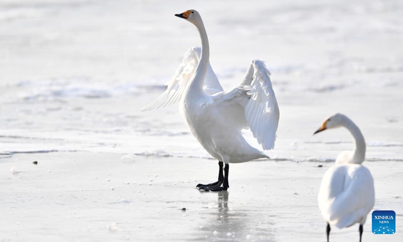 Wintering swans are seen at a wetland in Dachuan Town of Lanzhou, northwest China's Gansu Province, Jan. 2, 2023. Lanzhou has created more improved habitats for migratory birds in recent years thanks to continuous ecological efforts along the Yellow River. (Xinhua/Chen Bin)