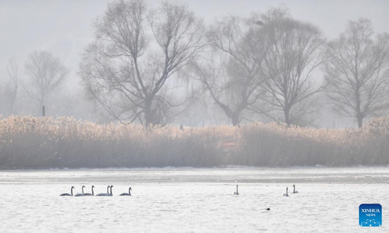 Wintering swans are seen at a wetland in Dachuan Town of Lanzhou, northwest China's Gansu Province, Jan. 2, 2023. Lanzhou has created more improved habitats for migratory birds in recent years thanks to continuous ecological efforts along the Yellow River. (Xinhua/Chen Bin)