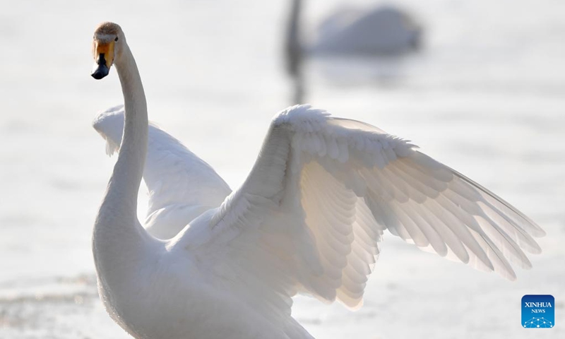 A wintering swan is seen at a wetland in Dachuan Town of Lanzhou, northwest China's Gansu Province, Jan. 2, 2023. Lanzhou has created more improved habitats for migratory birds in recent years thanks to continuous ecological efforts along the Yellow River. (Xinhua/Chen Bin)